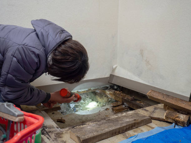 Reliable Franklin Park, PA Mold Removal Solutions